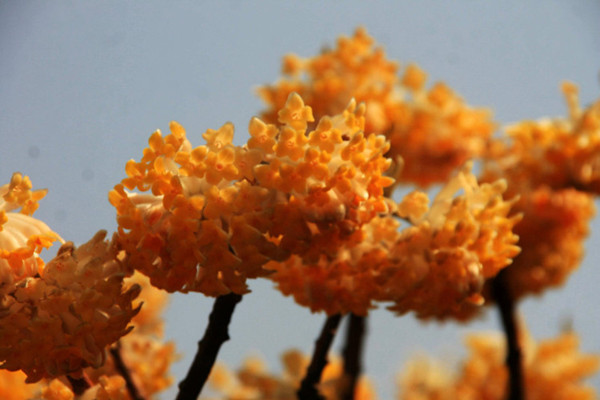 結(jié)香的圖片