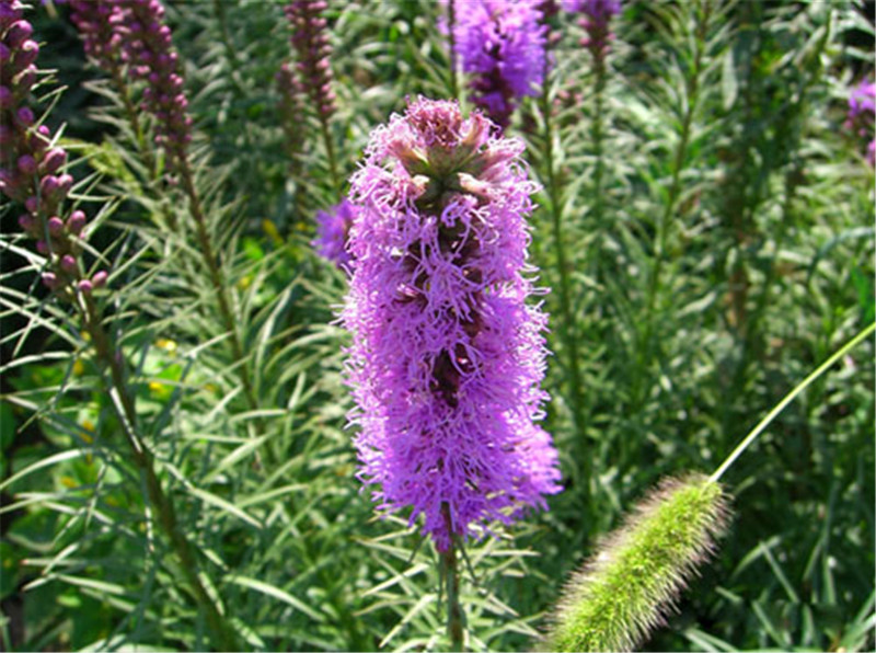 蛇鞭菊與狗尾巴