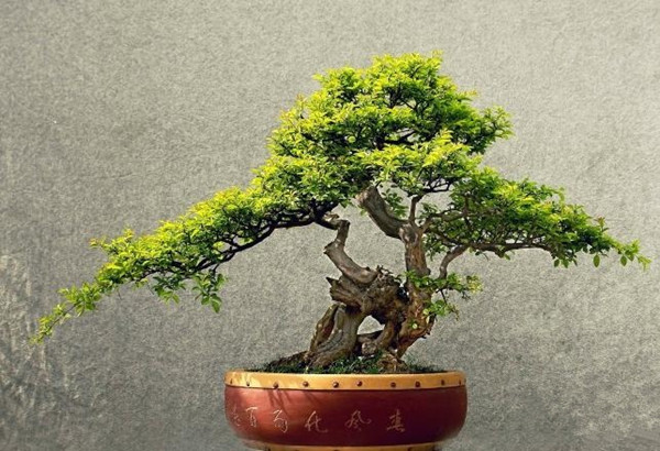 雀梅盆景的圖片