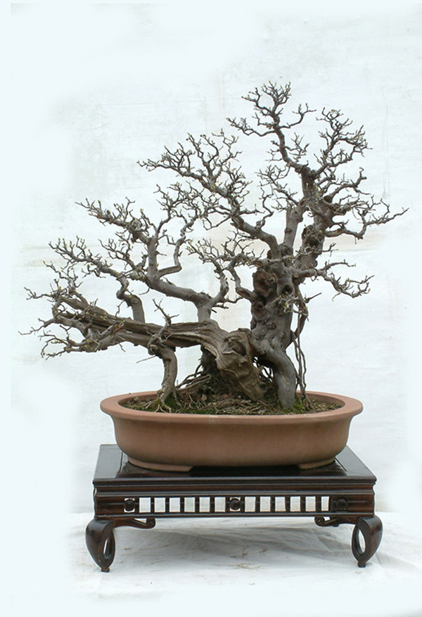 蒼勁古雅，雀梅盆景