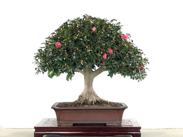 茶花盆景的圖片