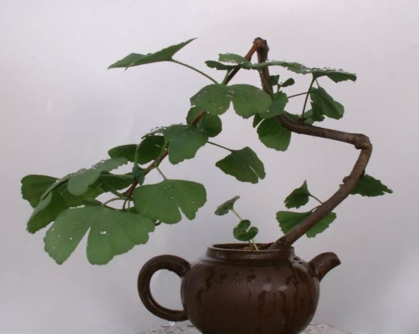 銀杏盆景的圖片