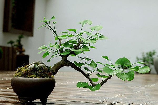 樹中老壽星——銀杏盆景