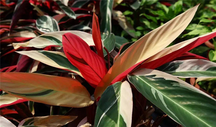 雙色世界——紫背竹芋