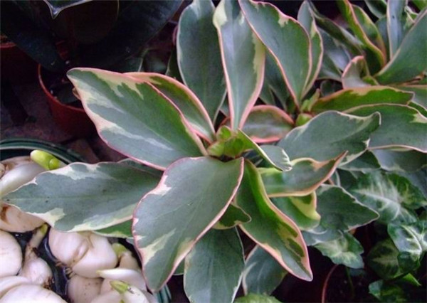 紅邊椒草美圖欣賞