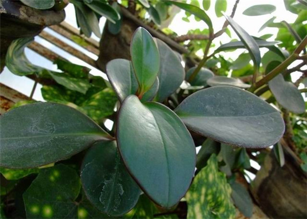 紅邊椒草圖片欣賞