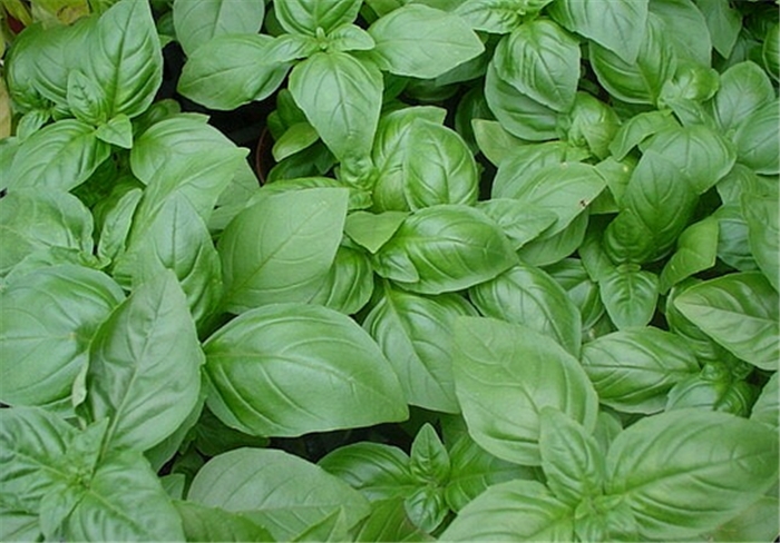 羅勒?qǐng)D片欣賞