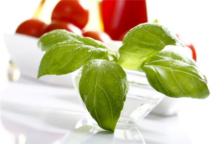 香草之王——羅勒