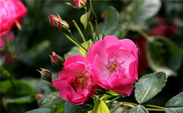 風(fēng)中的藤本月季