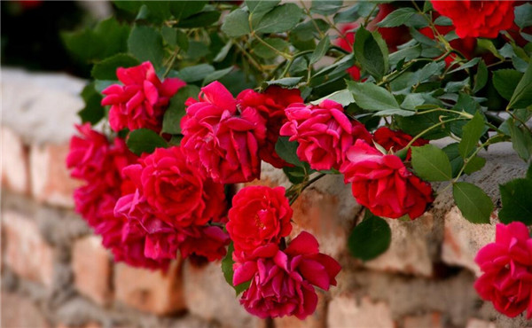 一尖已剝胭脂紅， 四破猶