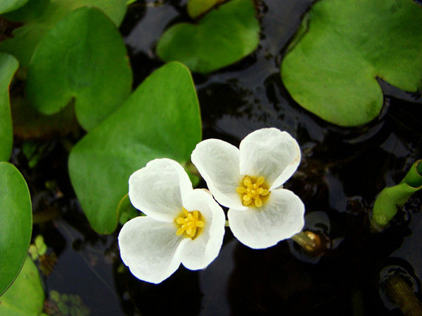 水鱉——詭異的名字