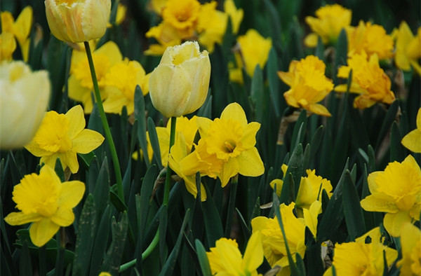 荷蘭船長——洋水仙