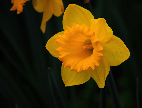荷蘭船長——洋水仙