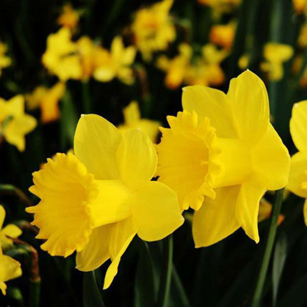 荷蘭船長——洋水仙