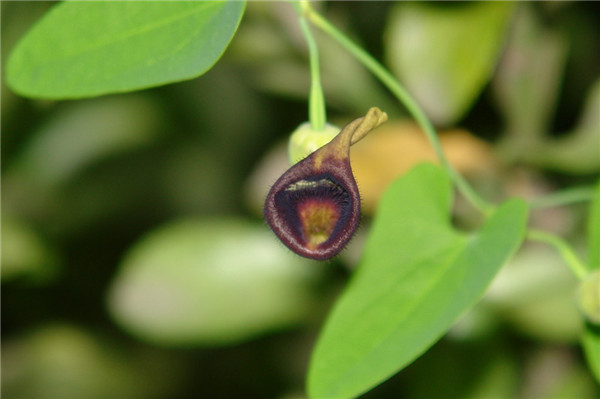 藤本植物馬兜鈴