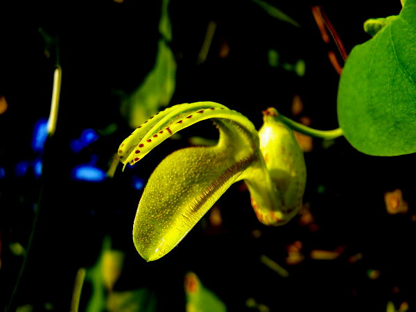 馬兜鈴花剛開的樣子