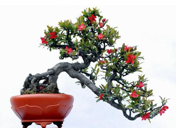 海棠盆景的美圖