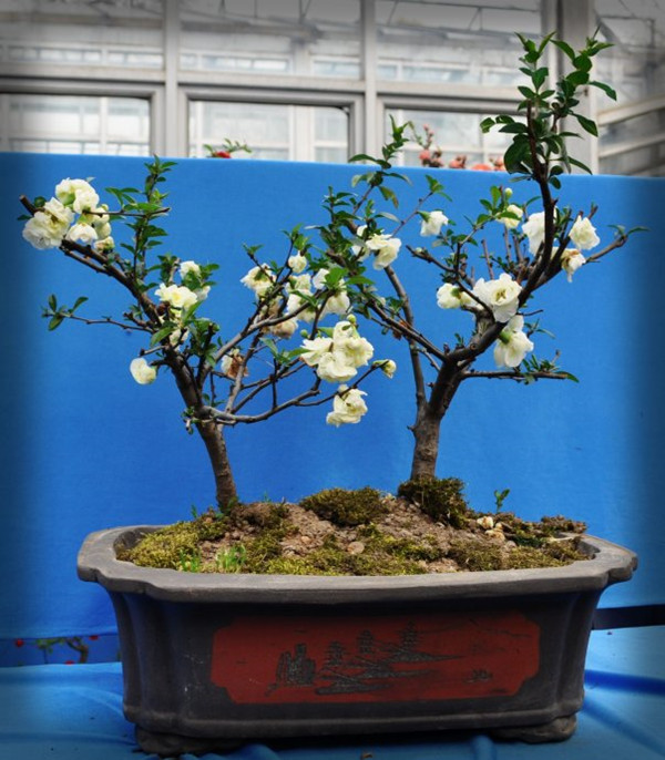 海棠盆景的圖片