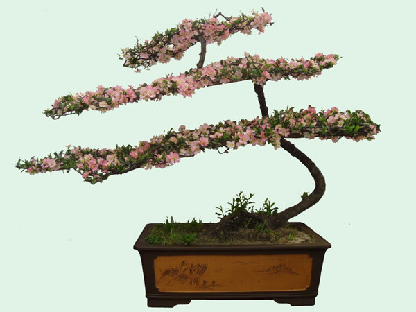 解語之花——海棠盆景