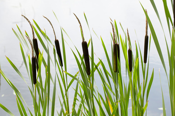 大有用處的香蒲