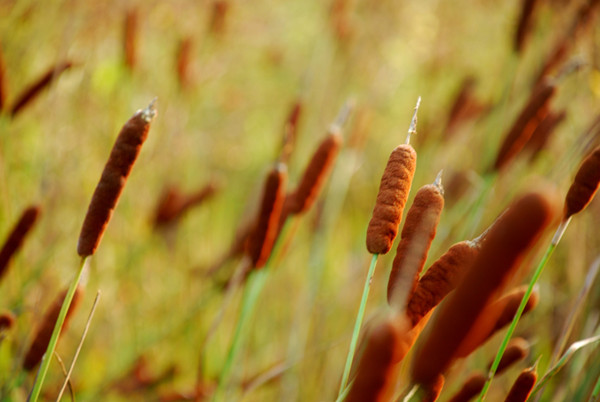 大有用處的香蒲