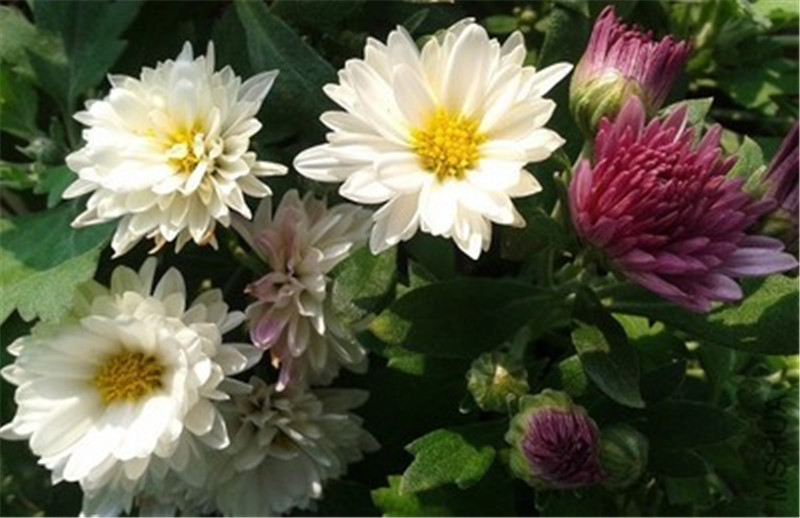 夏菊名流千秋美圖賞析