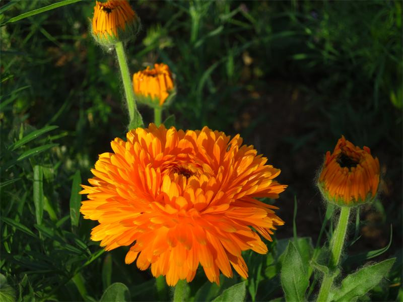 大紅色兒夏菊名流千秋