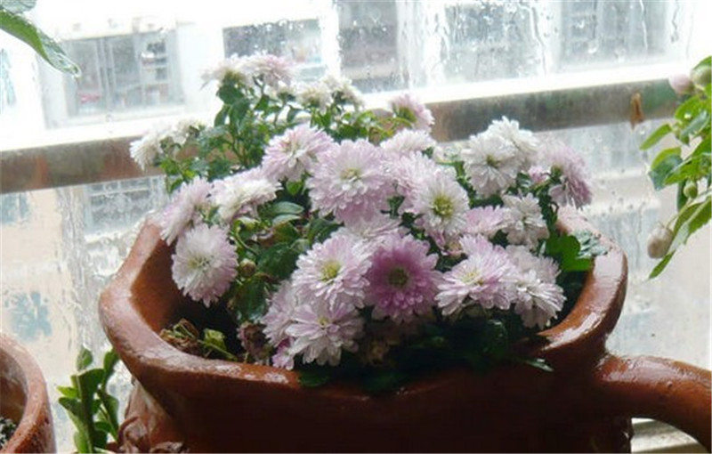 夏菊名流千秋變白色了