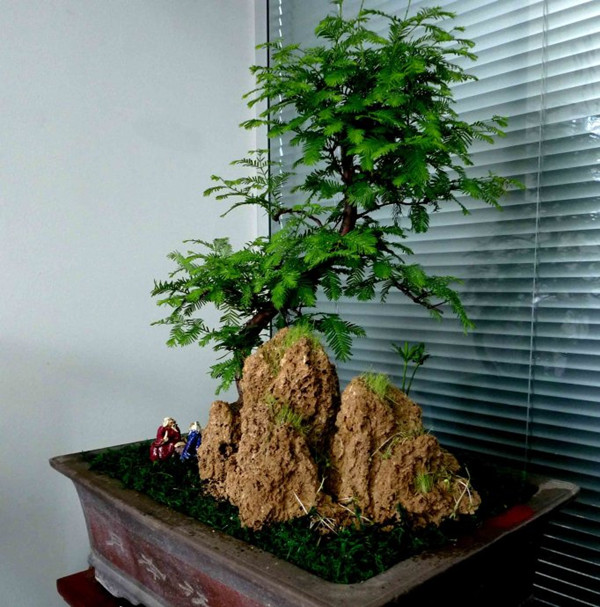 水杉盆景的圖片