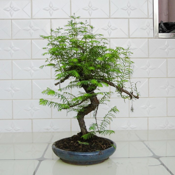 植物王國的活化石——水杉盆景