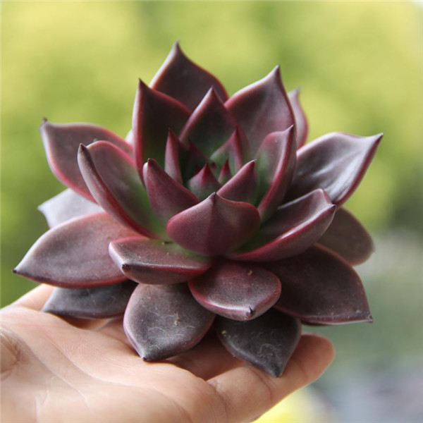 捧在手心羅密歐