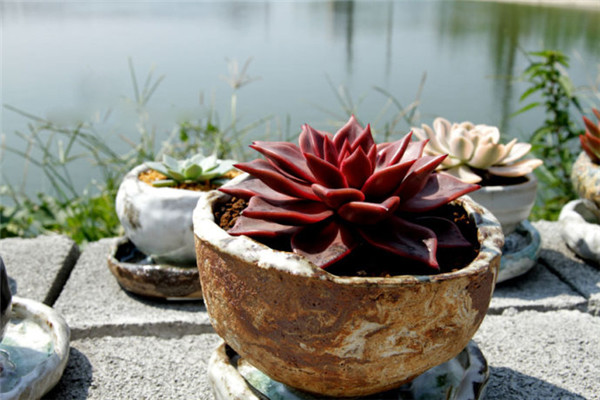 羅密歐，你的朱麗葉呢？