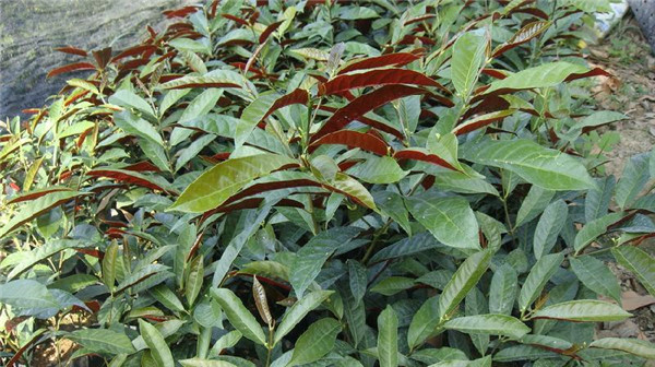 紅背桂美圖欣賞