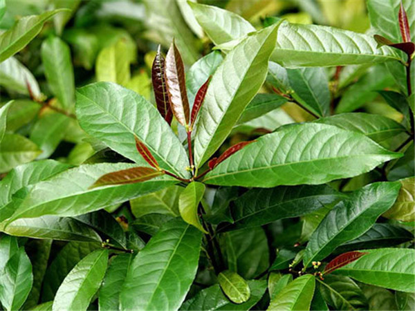 紅背桂，鮮艷的顏色