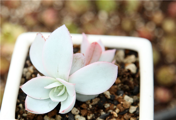 不出狀態(tài)的廣寒宮