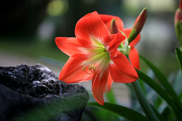 渴望被愛的朱頂紅