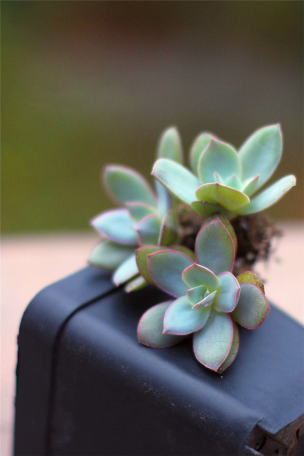 月色掃不開，居然廣寒宮