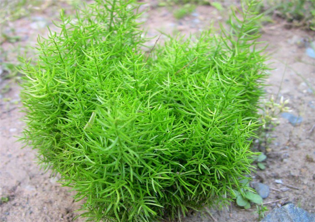 老虎的尾巴——天門冬