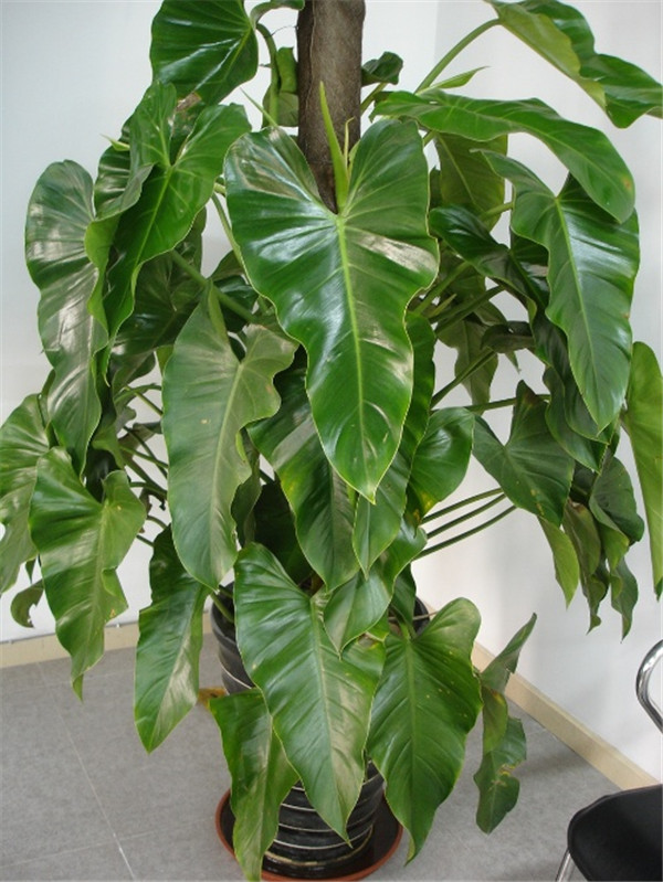 閃閃發(fā)光——綠寶石