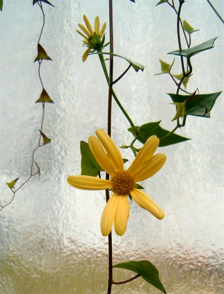 窗戶上的綠玉菊