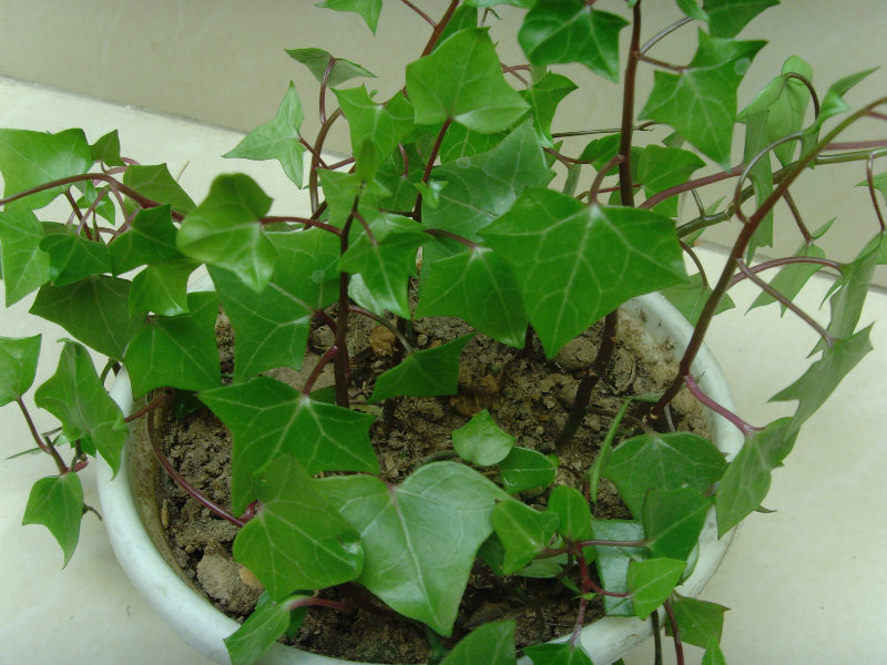 綠色翡翠綠玉菊