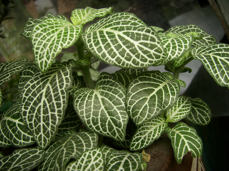 網(wǎng)紋草圖片