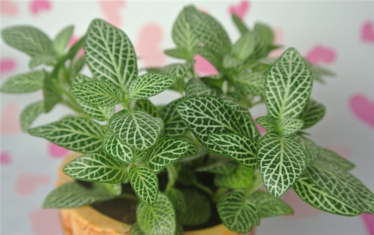 網(wǎng)紋草美圖