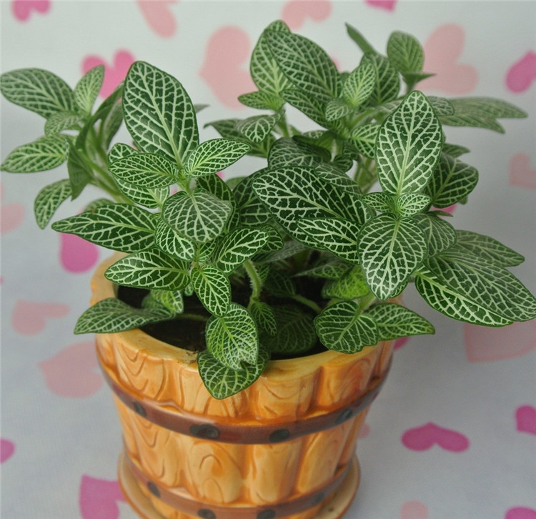 網(wǎng)住你的心——網(wǎng)紋草