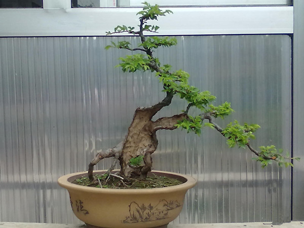 女貞盆景的圖片