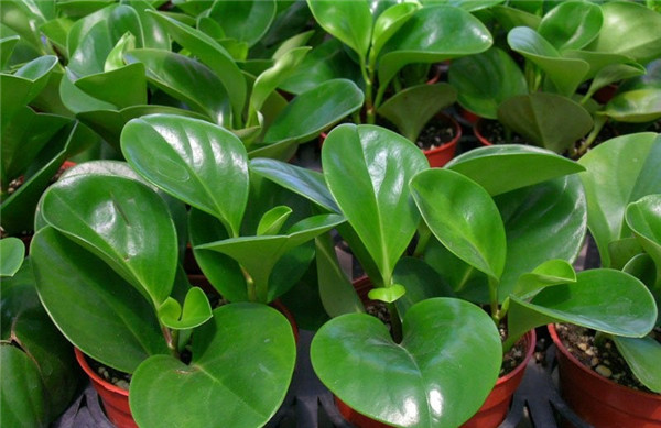 荷葉椒草美圖欣賞