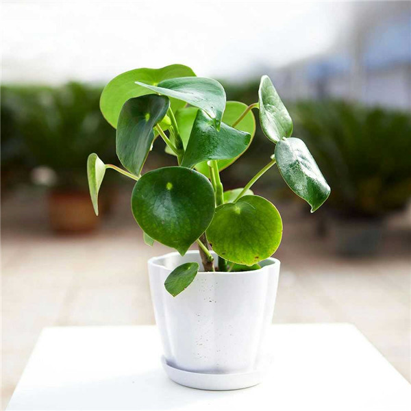 小小葉子——荷葉椒草