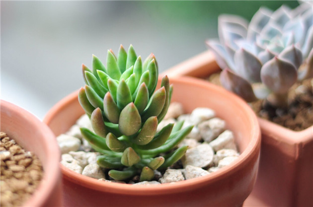 窗臺(tái)千佛手