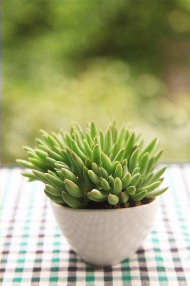 多肉情，千佛手