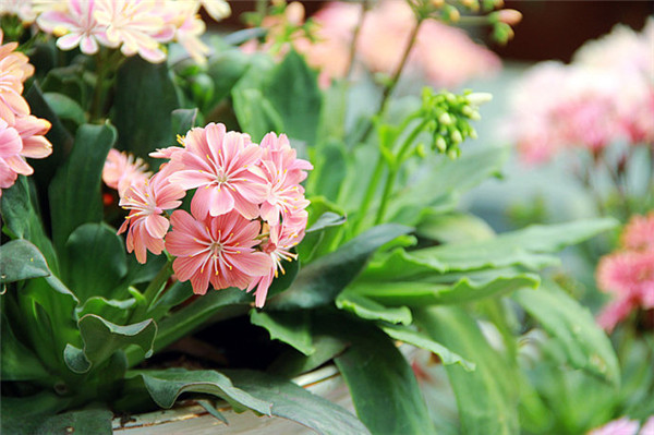 露薇花精美圖片